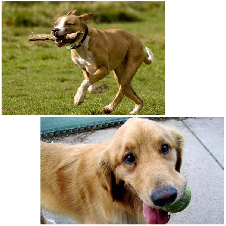 PULUZ Hound Dog Fetch Harness Adjustable Chest Strap Mount for GoPro, Insta360, DJI and Other Action Cameras, Dog Chest Strap PULUZ Hound Dog Fetch Harness Adjustable Chest Strap Mount for GoPro, Insta360, DJI and Other Action Cameras, Dog Chest Strap