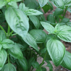 MARSEED Edible Sweet Basil Seeds Four Seasons Balcony Potted Herb Seeds, New / Old Packaging Ships Randomly