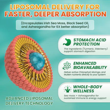 3Pack Sea Moss Drops – Irish Sea Moss Chlorophyll Liquid with Black Seed Oil & Immune Support