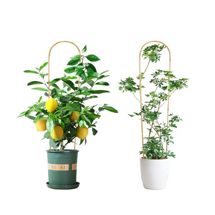3FT 3pcs Natural U-Hoops Bamboo Trellis U-Shaped Garden Trellis for Climbing Plants, Vines, Ivy, Flowers, and Potted Plants