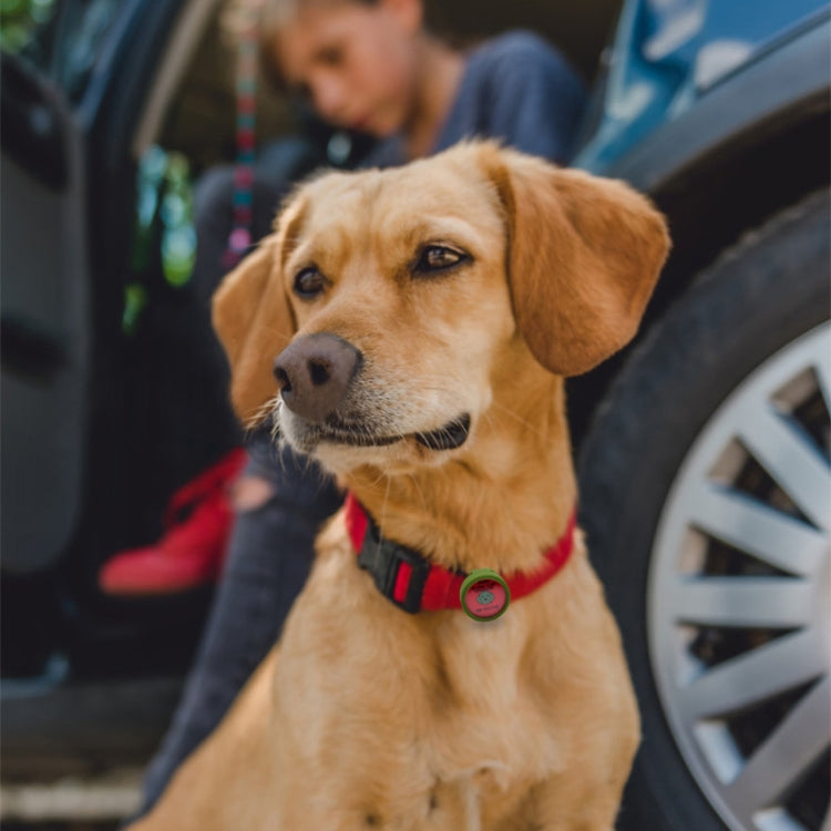 Stoßfeste Schutzhülle für Hundehalsband für AirTag