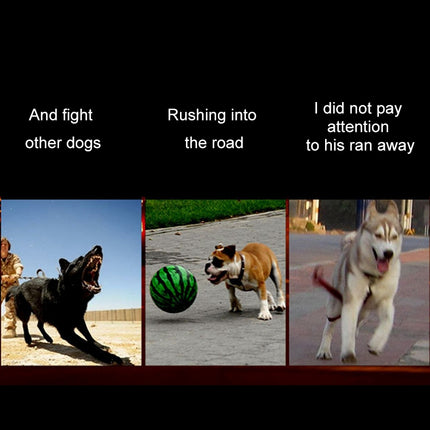 Medium and Large Dog Pet Solar + USB Charging LED Light Collar, Neck Circumference Size: L, 50-60cm, Size: L