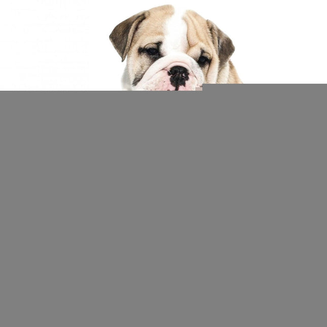 Portable Pet Folding Feeding Bowl Silicone Water Dish Feeder Puppy Travel Bowl, Random Color Delivery, Bowl Diameter: 13cm