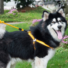 Pet Dog Collar + Harness + Leash Three Sets, L, Harness Chest Size: 57-90cm, Collar Neck Size: 40-64cm, Pet Weight: 35kg Below, Harness Chest Size: 57-90cm, Collar Neck Size: 40-64cm