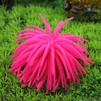 Size: S / Pink