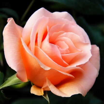 UV Filter / Lens Filter for SJCAM SJ4000 Sport Camera & SJ4000 Wifi Sport DV Action Camera, Internal Diameter: 2.1cm, SJ4000 & SJ4000 Wifi