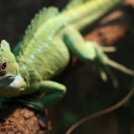 ND Filters / Lens Filter for GoPro HERO4 /3+ /3 Sports Action Camera