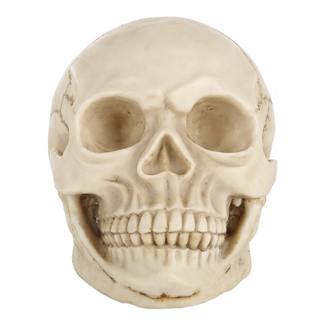 Skull Head Hallowmas Prop Gadget Display, Size: 19(L) x 13(W) x 14cm(H)