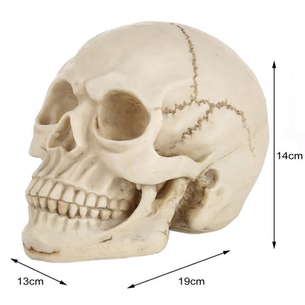 Skull Head Hallowmas Prop Gadget Display, Size: 19(L) x 13(W) x 14cm(H)