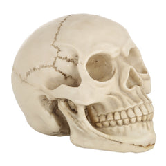 Skull Head Hallowmas Prop Gadget Display, Size: 19(L) x 13(W) x 14cm(H)