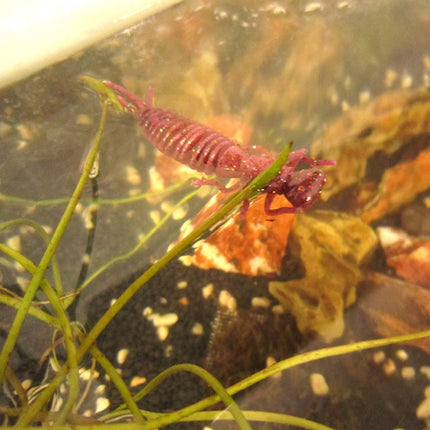 15 PCS 8-color Larvae Silicone Soft Bait Lure Bait