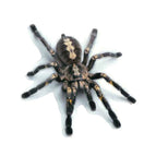 Black Spider