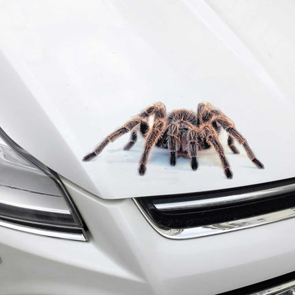 Creative Personality Scratch Cover  Car Body Sticker, Black Spider, Spider Pair, Scorpion, Lizard