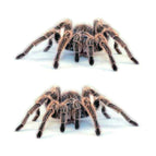 Spider Pair