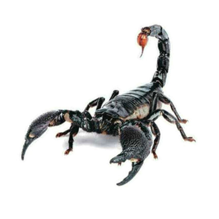 Creative Personality Scratch Cover  Car Body Sticker, Black Spider, Spider Pair, Scorpion, Lizard