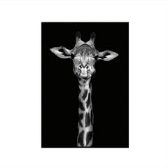 Simple Black and White Animal Decoration Painting Study Living Room Sofa Background Wall Painting Without Frame, 21X30cm, 30X40cm, 40X50cm, 40X60cm