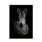 21X30cm / Zebra
