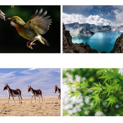 Children Single-Tube Small Astronomical Telescope High-Power High-Definition Science Education Toys, Telescope