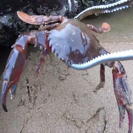 Crab Tongs Loach Tongs Sea Tool, 30cm Straight Clip, 38cm Straight Clip, 38cm Curved Clip, 53cm Ctraight Clip, 53cm Curved Clip