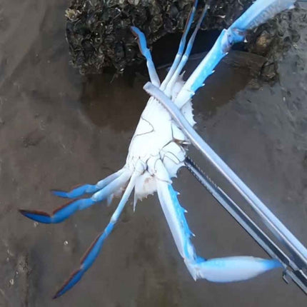 Crab Tongs Loach Tongs Sea Tool, 30cm Straight Clip, 38cm Straight Clip, 38cm Curved Clip, 53cm Ctraight Clip, 53cm Curved Clip