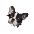 Big Ear Dog
