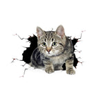 Cat Style 6 / Cat Style 6