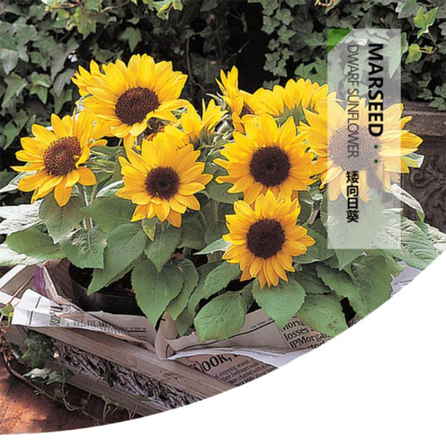 MARSEED Balcony Dwarf Sunflower Seeds Potted Ornamental Flowers Edible Sunflower Seeds, New / Old Packaging Ships Randomly