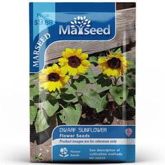 MARSEED Balcony Dwarf Sunflower Seeds Potted Ornamental Flowers Edible Sunflower Seeds, New / Old Packaging Ships Randomly