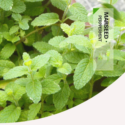 Herb Collection Spice Seeds, New / Old Packaging Ships Randomly, Cedarwood, Lemon Basil, Thyme