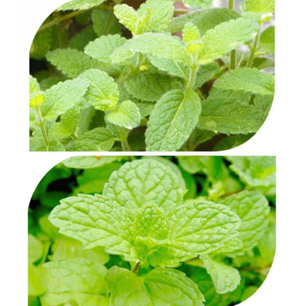 Herb Collection Spice Seeds, New / Old Packaging Ships Randomly, Cedarwood, Lemon Basil, Thyme