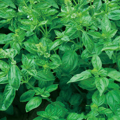 MARSEED Edible Sweet Basil Seeds Four Seasons Balcony Potted Herb Seeds, New / Old Packaging Ships Randomly