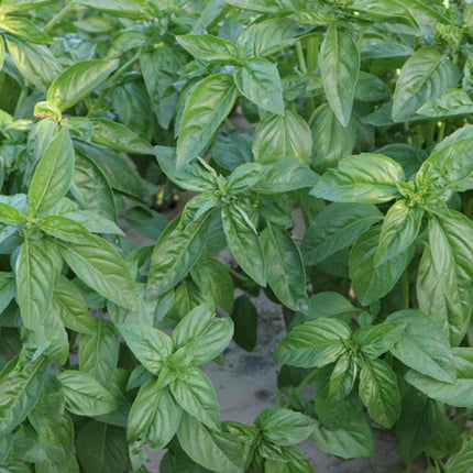 MARSEED Edible Sweet Basil Seeds Four Seasons Balcony Potted Herb Seeds, New / Old Packaging Ships Randomly