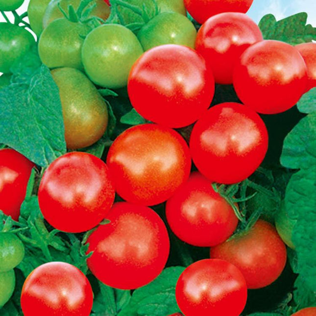MARSEED 20-30pcs /Pack Potted Dwarf Pink Bird Tomato Seeds
