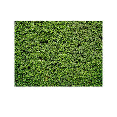 2.1m x 1.5m Green Leaves Wall Birthday party photography background cloth