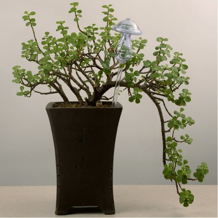Mushroom Shape House Plants Flowers Water Feeder Automatic Self Watering Clear Glass Devices