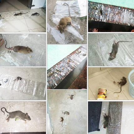 Anti-rodent Strong Sticky Board Transparent Sticky Mouse with Mousetrap Glue