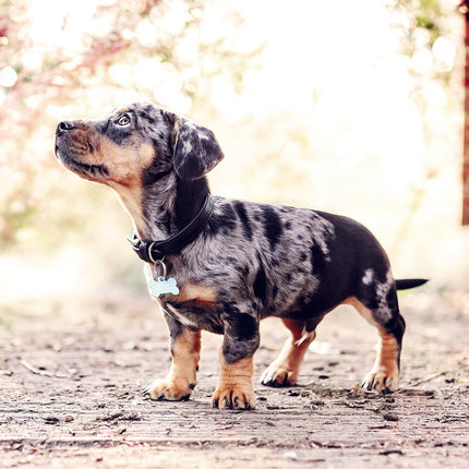 Black Lignify Dog Collar