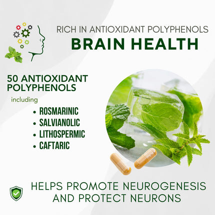 Bricker Labs Brain Aid Memory Matters – Nootropic Brain Supplement with Neumentix Spearmint Extract, 90 Capsules