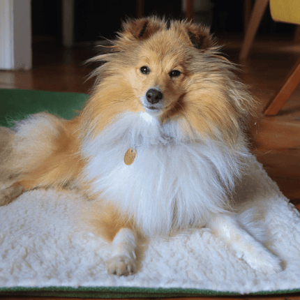 THE RICHMOND | LUXURY GREEN STONEWASHED & SHERPA REVERSIBLE DOG BLANKET