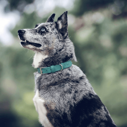 Duck Egg Blue Lignify Dog Collar