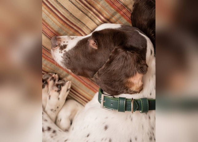 Green Lignify Dog Collar
