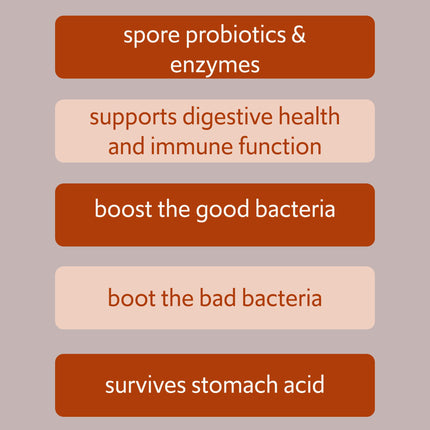 New Bacillus B3 Probiotic Complex & Enzymes – 60 Capsules (100% Spore-Based SBO)