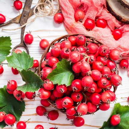 Organic Hawthorn Berry Tincture - CARDIOVASCULAR, HIGH BLOOD PRESSURE, CHOLESTOROL