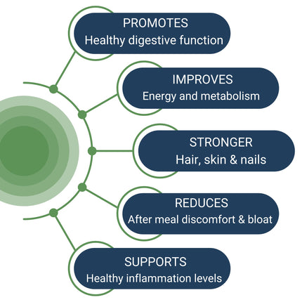 Healthy Gut HCL Guard+ | Supports Digestive Function with Betaine HCl, Ginger, DGL, Pepsin | 60 Servings