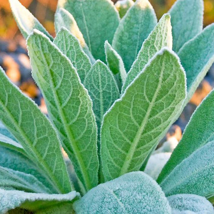 Organic Mullein Leaf Tincture - RESPIRATORY, VIRAL & INFECTIONS