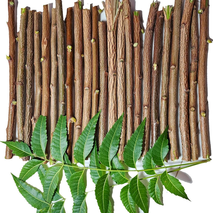 Ayurvedic Neem Datun - Organic Toothbrush Twig (5-7 in) Pack of 10
