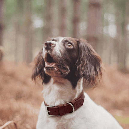 Oxblood Red Lignify Dog Collar