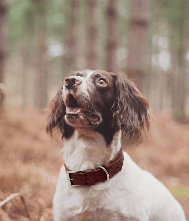 Oxblood Red Lignify Dog Collar