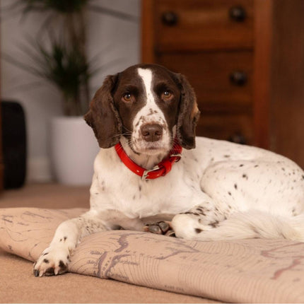 Red Lignify Dog Collar