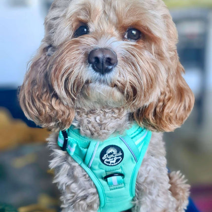 Rugged Rover™ Harness - Pastel Mint Green